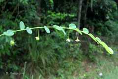 Phyllanthus macraei